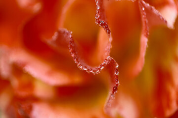 Abstract defocused background. Blurry pink rose petals with dew drops. Natural pink background. Texture of rose petals.