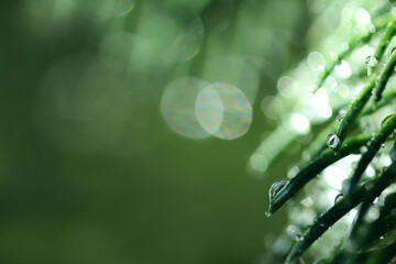 Defocus light. Green natural background. Reflection of sunlight in dew drops.