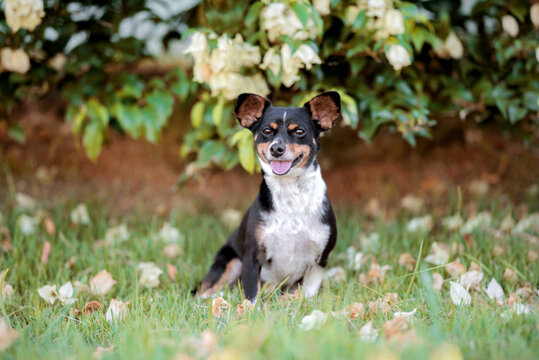 one small mixed breed dog posing on the green grass with the tongue out 