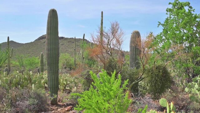 Variety Of Cactus At Arizona-Sonora Desert Museum. - Panning Shot