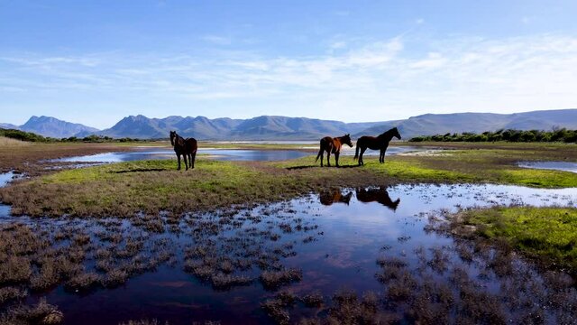 Aerial - Wild horses of Fisherhaven, reflected in shallow marsh water