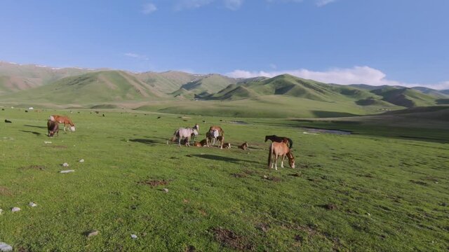 Beautiful Landscape with horses on a pasture. Kyrgyz nature under blue sky with clouds. Aerial photos panoramas. Kyrgyzstan, Central Asia. Mountains