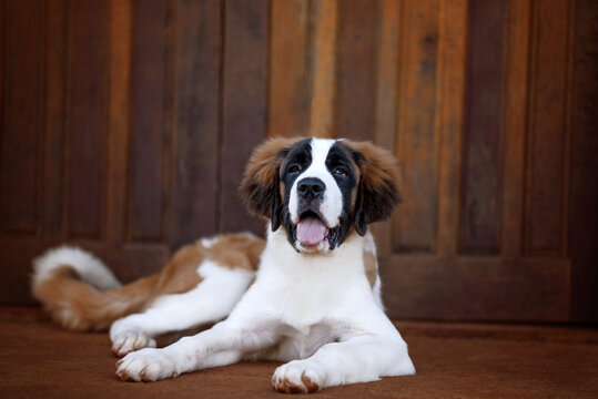 one saint bernard puppy dog posing for the camera with the tongue out with a wood structure background