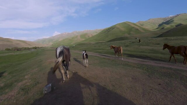 Beautiful Landscape with horses and the mountains. Kyrgyz nature under blue sky with clouds. Aerial photos panoramas. Kyrgyzstan, Central Asia. Mountains