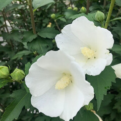 white rose flower