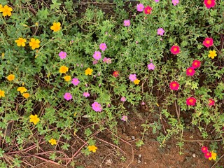 flowers in the garden