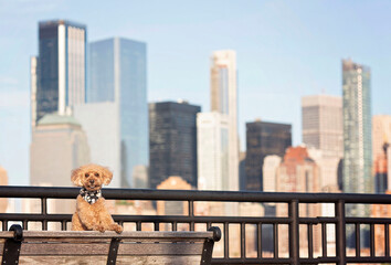 Fototapeta na wymiar one cute brown mini poodle wearing a black bandana on his neck posing for the camera on the grass in jersey city with the buildings of new york in the back