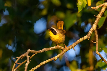 male common yellowthroat