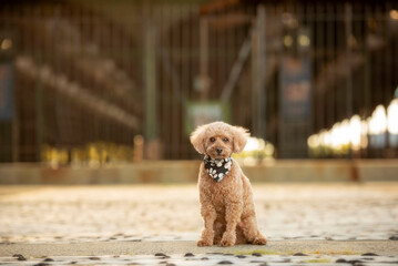 one cute brown mini poodle wearing a black bandana on his neck posing for the camera in front of a...