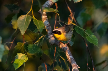 male common yellowthroat
