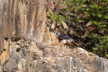 Naklejka na ściany i meble juvenile peregrine falcon