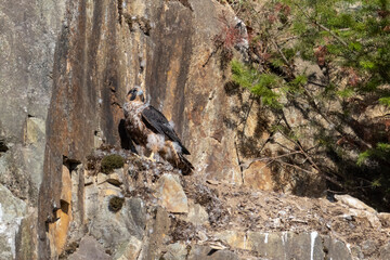  juvenile peregrine falcon