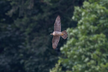 flying peregrine falcon