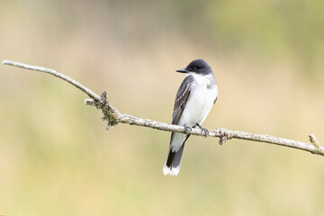 Eastern kingbird bird