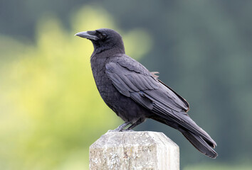 Northwestern crow bird