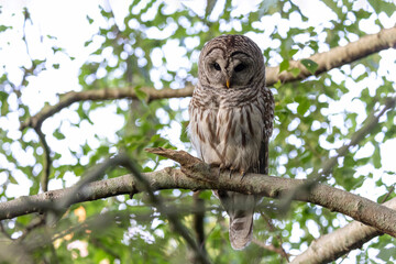 barred owl bird