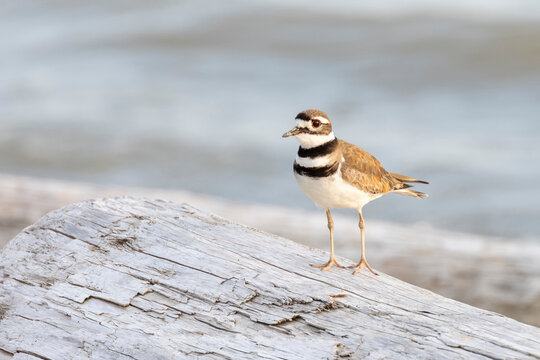 killdeer shorebird bird