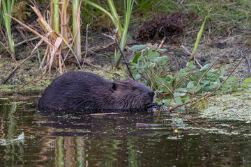 Beaver In A Pond © Feng Yu