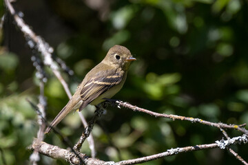 Pacific slope Flycatcher