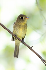 Pacific slope Flycatcher