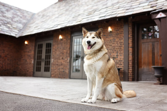 one husky dog posing with the tongue out smiling, looking to the camera, in front of a brick house 