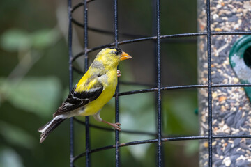 American Goldfinch bird