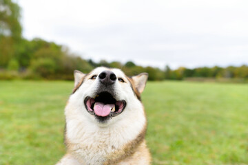 one husky dog smiling to the camera with the tongue out on the green grass in the park 