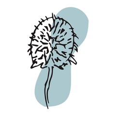 The plant is drawn by hand with a pen and translated into vector format. In the background there is an abstract colored spot. Stock vector illustration. For garment decoration, packaging, interior