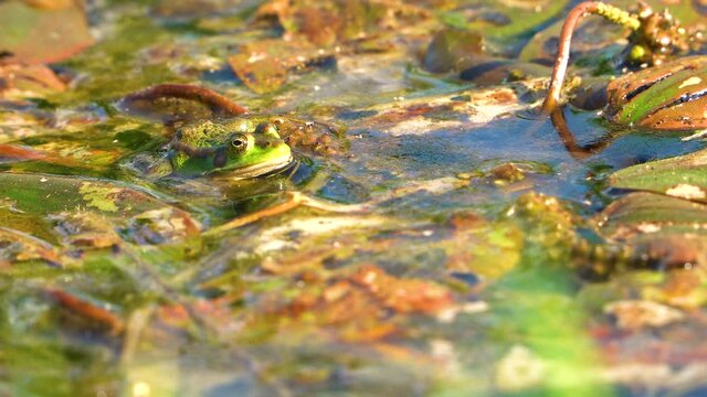 Close up shot of wild frog relaxing on water surface during sunny day in pond.