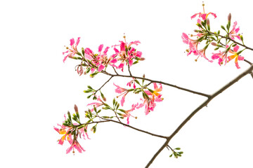 Obraz na płótnie Canvas pink silk floss tree flower isolated on blue sky background