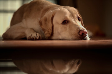 Close up Portrait of a brown - yellow labrador dog sleeping and looking side of the camera with with isolated background.