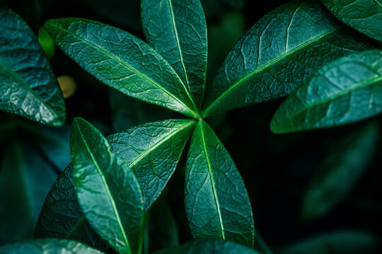 Green leaves, macro photo. Foliage background. Summer or spring garden flowers close up.