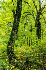紅葉に彩られた奥裾花自然園
