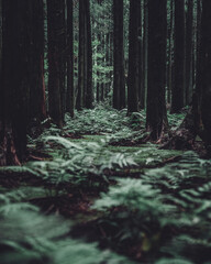 제주 편백나무 숲