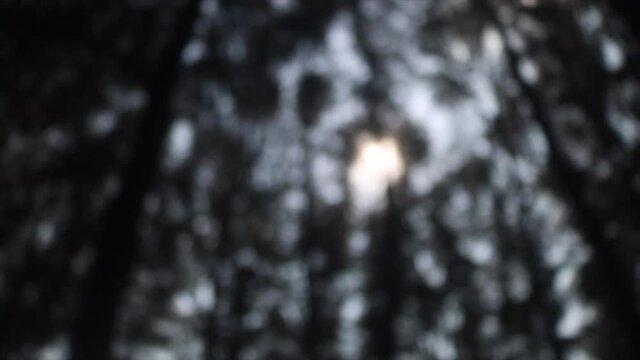 Person woke up from kidnap coma in middle of forest and see blurry surroundings