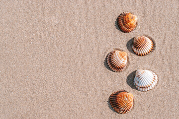Summer background beach with seashells, starfishes on sand ocean background. Copy space. Road frame set.