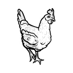 Realistic hen or chicken outlined in white background. Free grazing hen bird in the runch. Hand drawn vector illustration