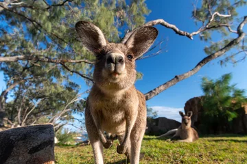 Fotobehang Friendly kangaroo on the beach, Australia © Gary