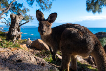 Friendly kangaroo on the beach, Australia - obrazy, fototapety, plakaty