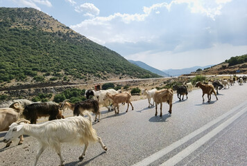 goats animal  flock on the road  in arta greece