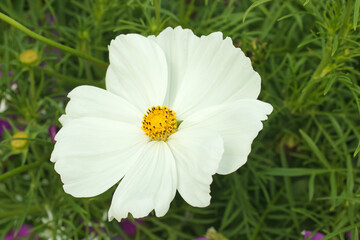 Cosmos bipinnatus, closeup of a white blossom of a flowering plant in a park, garden cosmos flower in bloom