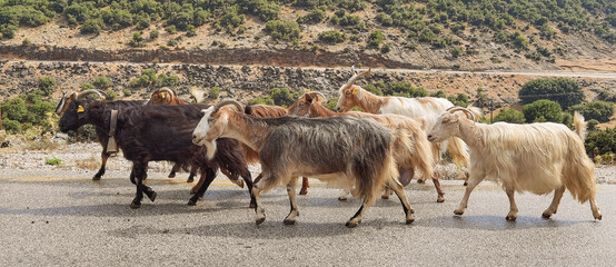 goats animal  flock on the road  in arta greece