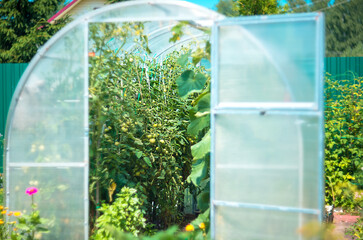 Greenhouse with tomatoes in the garden of a country house