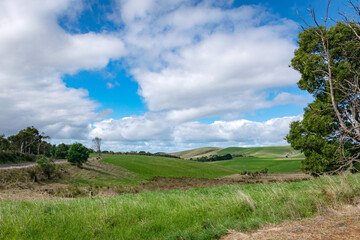 Fototapeta premium landscape with trees and clouds