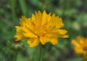 Lanceleaf Coreopsis, also known as Lance-leaved Coreopsis, Lanceleaf Tickseed or Sand Coreopsis.
The closeup of yellow blossom on green background.
