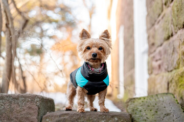 one tiny yorkshire dog looking to the camera, posing on top of a rock in the park on a sunny day