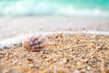 Seashell cockle on sand beach at coast with blur image of blue sea background. shore ocean pattaya...