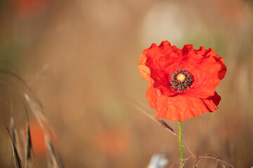 red poppy flower