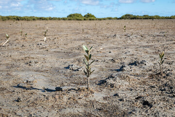 plowed field in spring