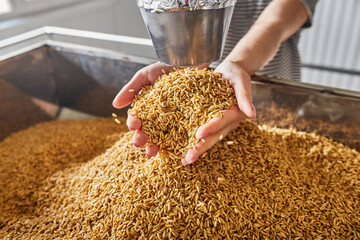 Hands with rich wheat grains harvest